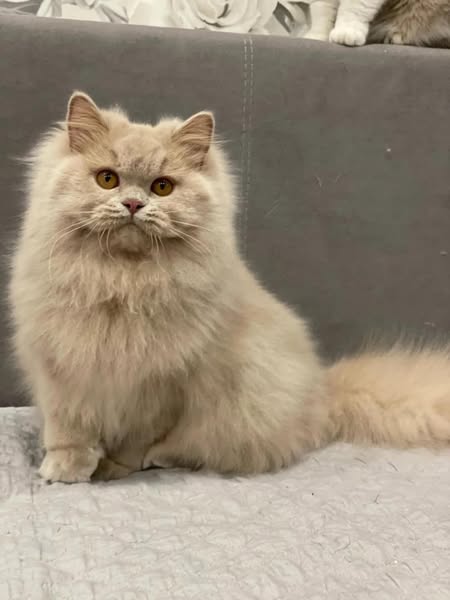 British Longhair