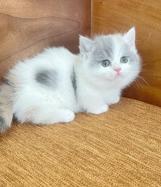 Munchkin