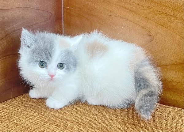 Munchkin