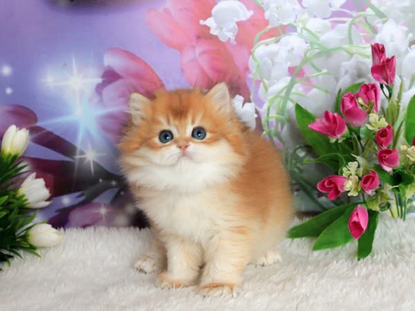 British Longhair