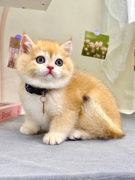 British Shorthair