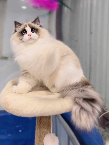 Ragdoll
