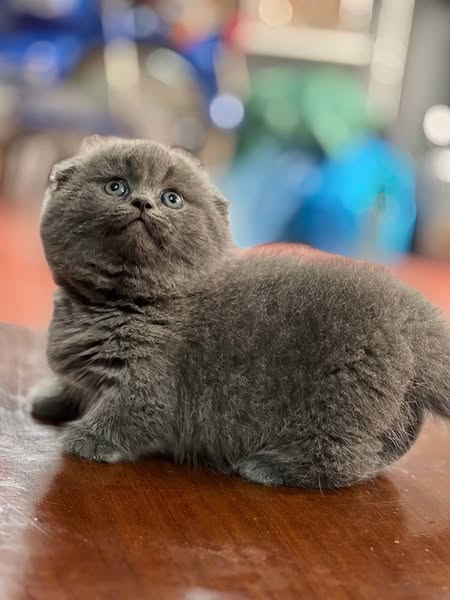 Munchkin Fold