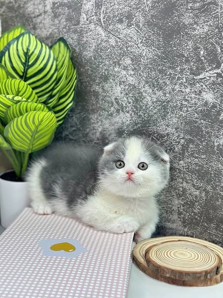 Munchkin Fold
