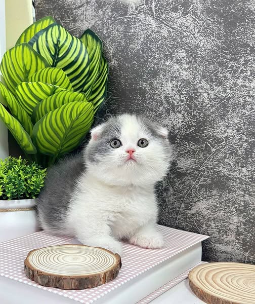 Munchkin Fold