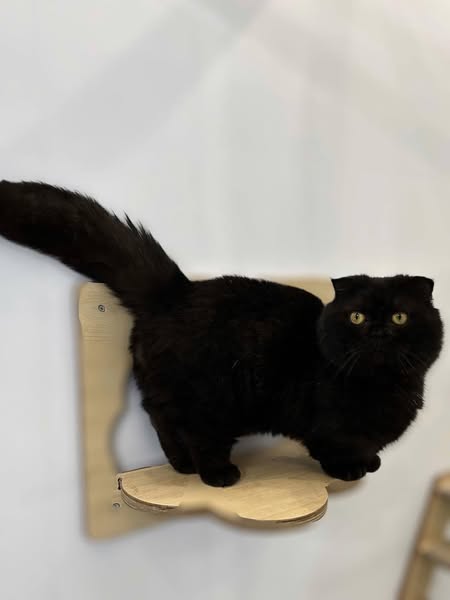 Munchkin Fold