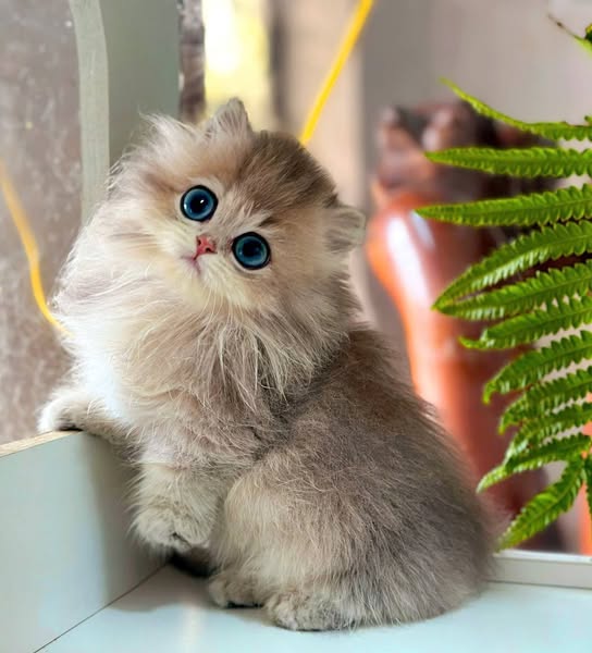 Munchkin Longhair