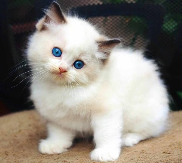 Ragdoll