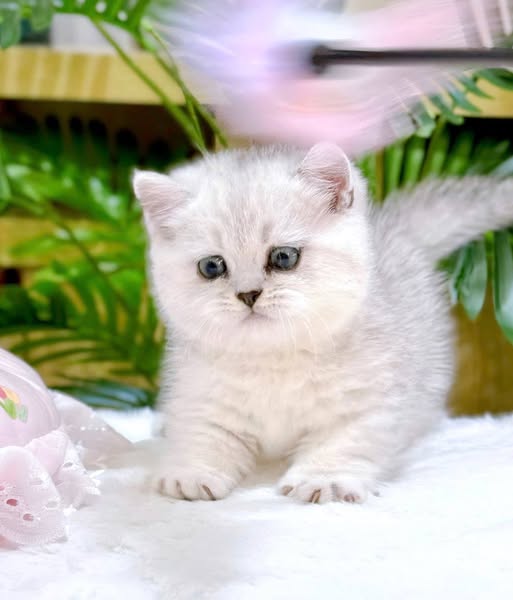 Munchkin