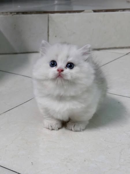 Munchkin Longhair
