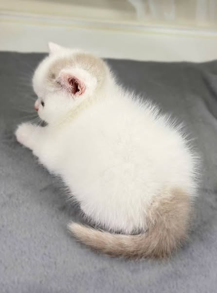 British Shorthair