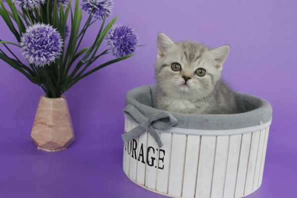 British Shorthair