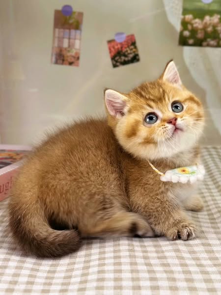 Munchkin