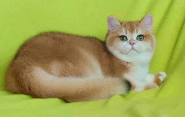 British Shorthair