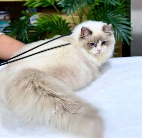 Ragdoll