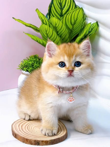 British Shorthair