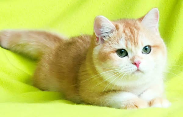 British Shorthair