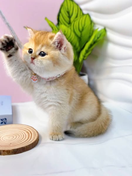 British Shorthair