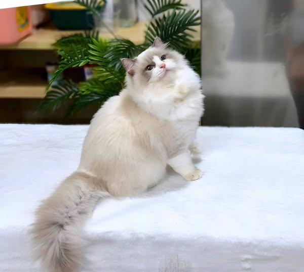 Ragdoll