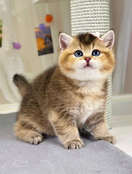 British Shorthair