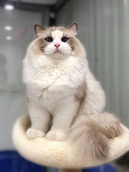 Ragdoll