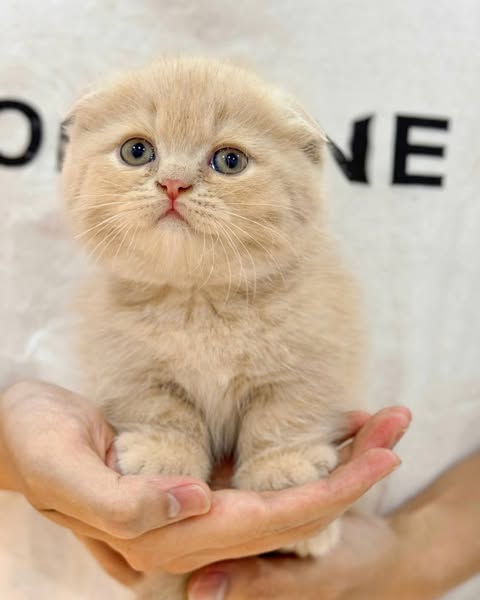 Munchkin Fold