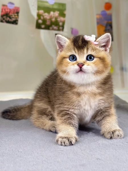 British Shorthair