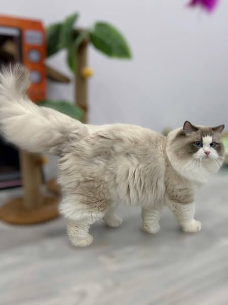 Ragdoll