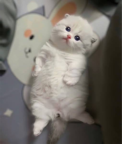 Munchkin Fold