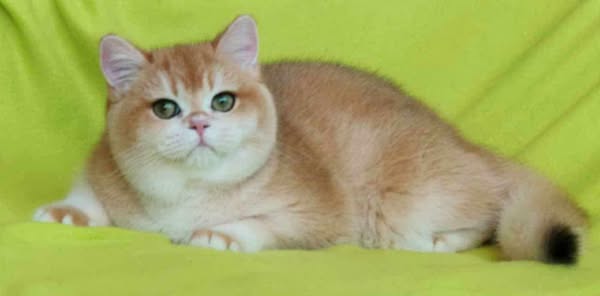 British Shorthair