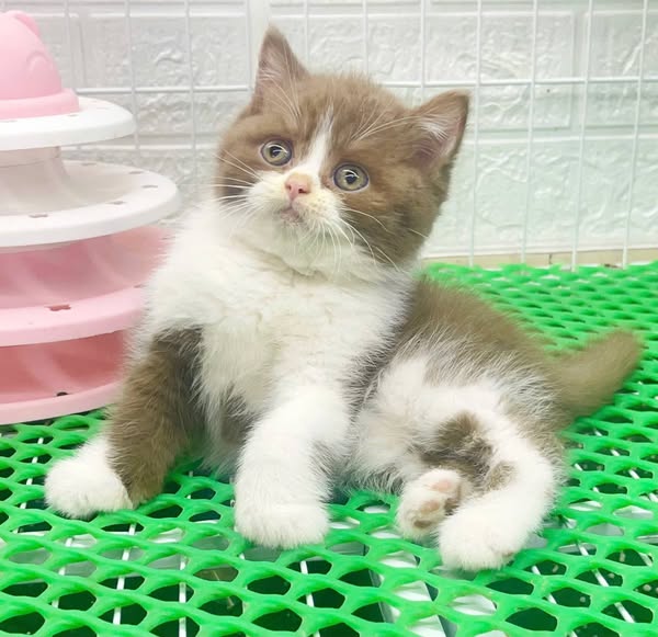 British Shorthair
