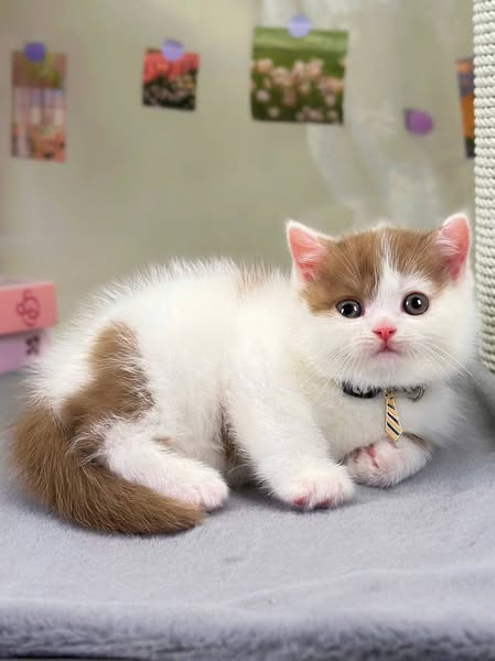 British Shorthair