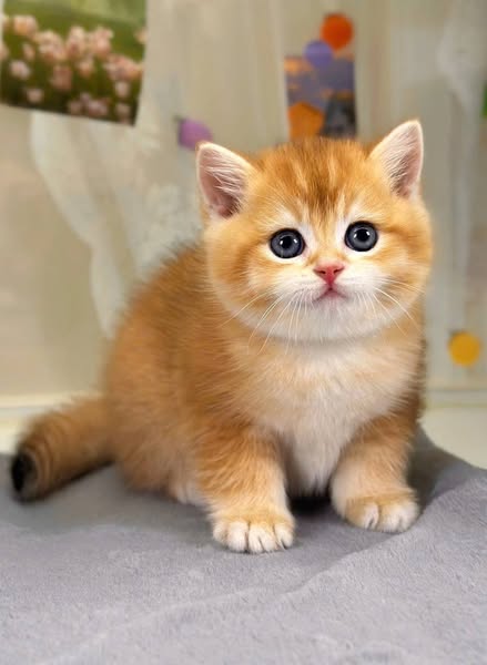 British Shorthair