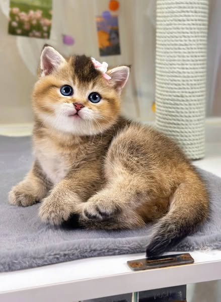 British Shorthair