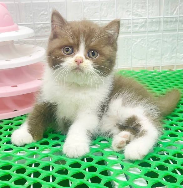 British Shorthair