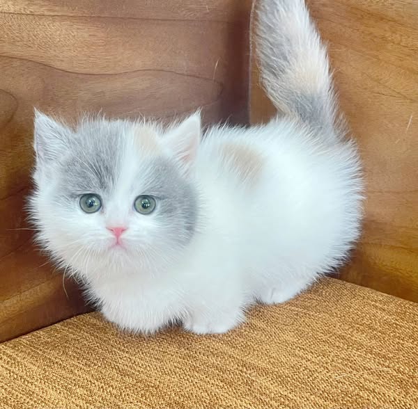 Munchkin
