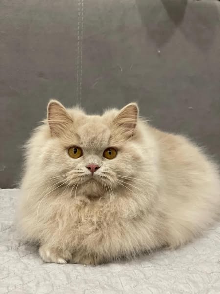 British Longhair