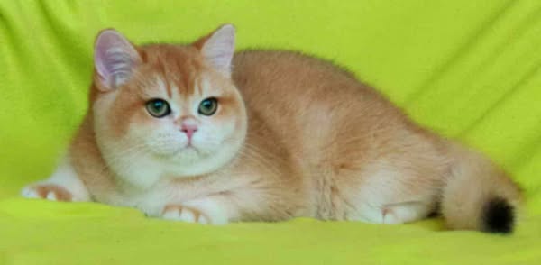 British Shorthair