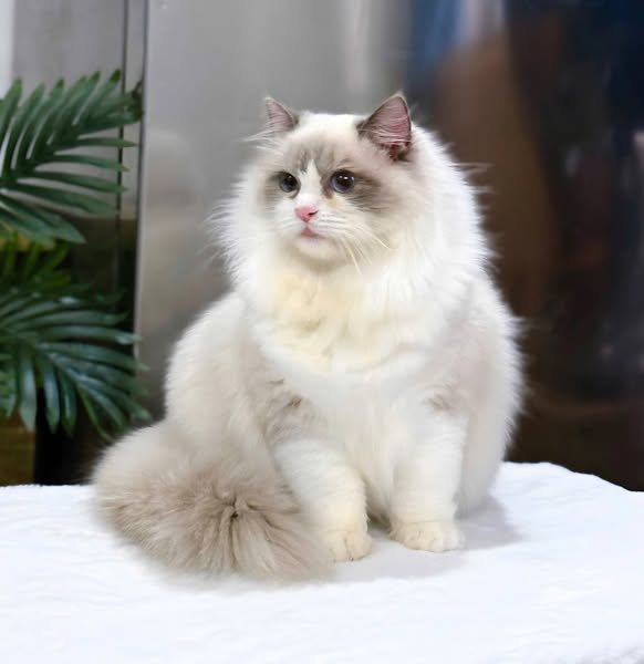 Ragdoll