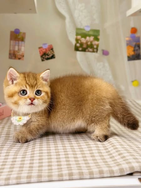 Munchkin