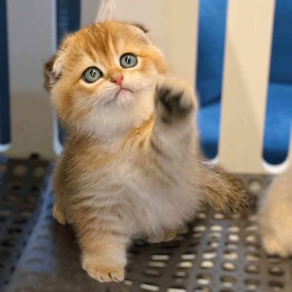 Scottish Fold
