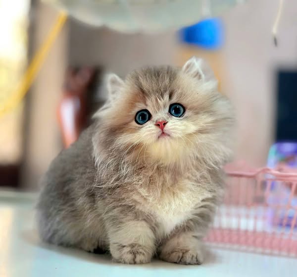 Munchkin Longhair