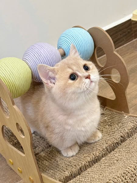 Munchkin