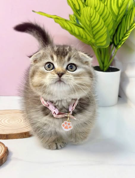 Munchkin Fold