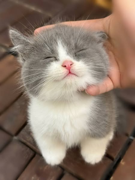 Munchkin