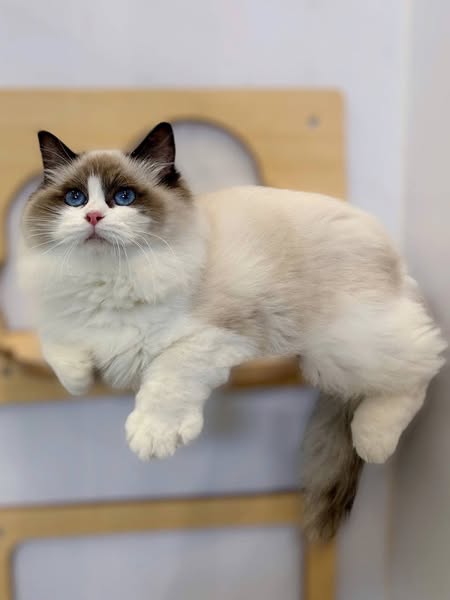 Ragdoll