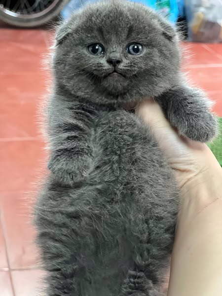 Munchkin Fold