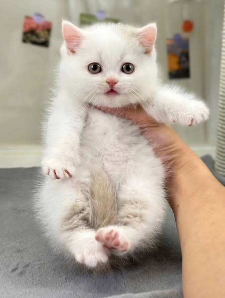 British Shorthair