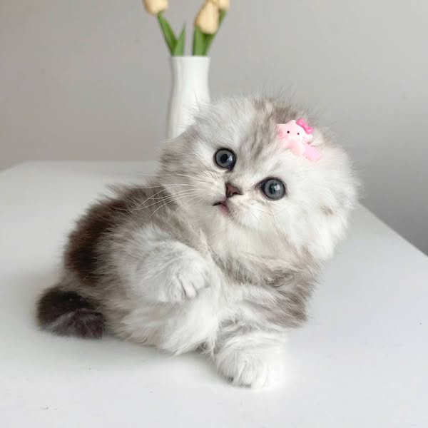Munchkin Fold Longhair