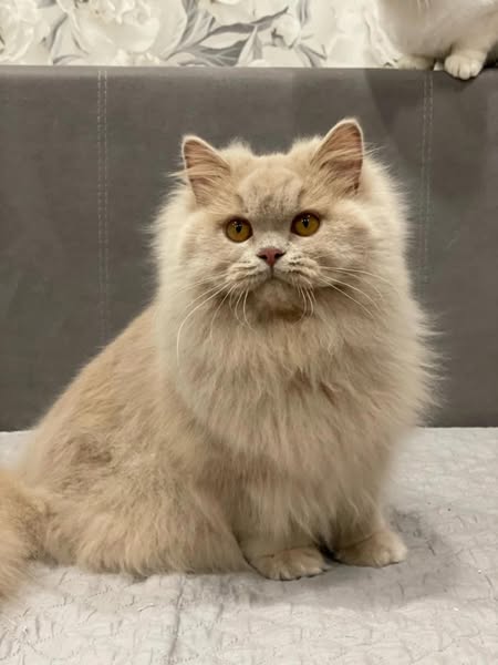 British Longhair